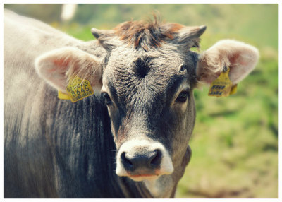 Cows are the sweetest animals… makes me wish I were vegetarian! by Angel~Lily on Flickr.