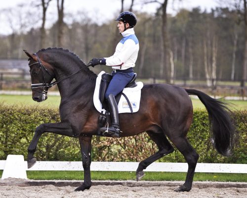 ChippendaleLord Leatherdale x Ti AmoDutch Warmblood, Stallion16.2hhBorn 2007