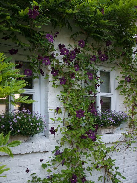 Clematis vine