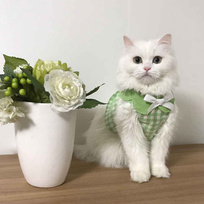 world-of-cats:  Source 