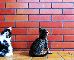 magalinamegg:   accio-xiuhan-deactivated2014081:  anon requested: xiuhan and kittens