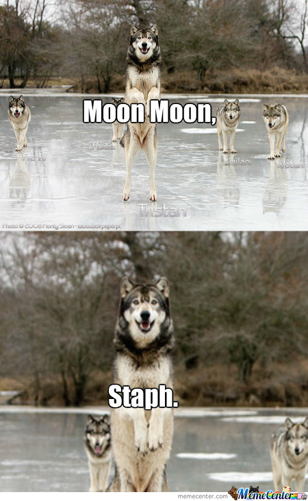 silvergryphon:tokenofmydevotion:feral-flower-child:feral-flower-child:feral-flower-child:callingallcars:callingallcars:everyone’s debating posts of the decade, best and worst, and i have yet to see anyone mention moon moonfor those who were not on here