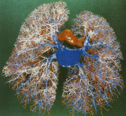 avtavr: The respiratory system within the lungs — illustrated here by a model made from a resin cast — consists of a closely interlinked system of air passages, arteries and veins. Deoxygenated blood, shown in blue, is pumped from the heart through