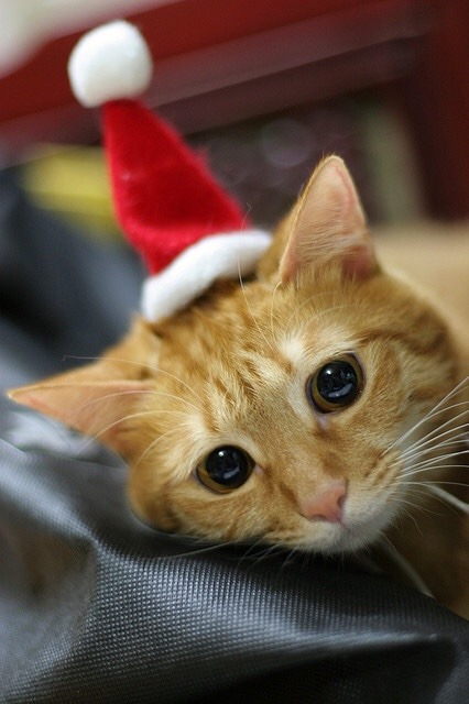 coolcatgroup:Here’s some of my personal favorite Christmas cat pictures!! Hope
