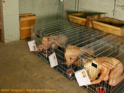 masterbunyip:  Jungfotzen Käfig Haltung