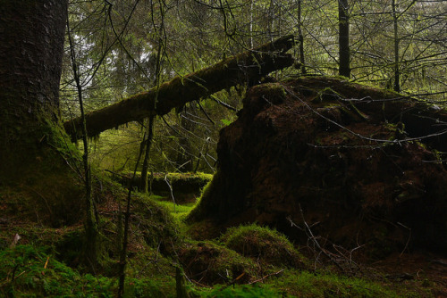 Up-Turned Tree by i-r-paulus on Flickr.