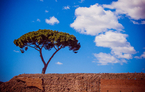 lana-loves-lingua-latina: eurekaetcetera: Around the Colosseum (Rome, Italy) by Miemo Penttinen