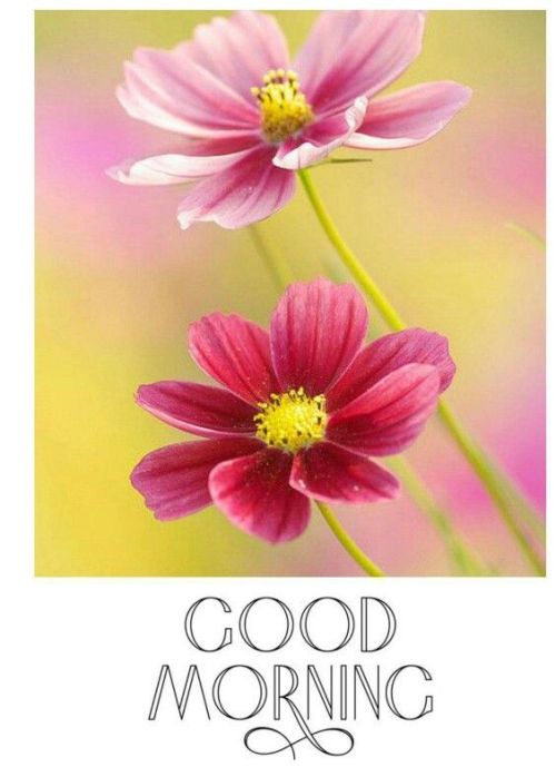 goodmorningmylove