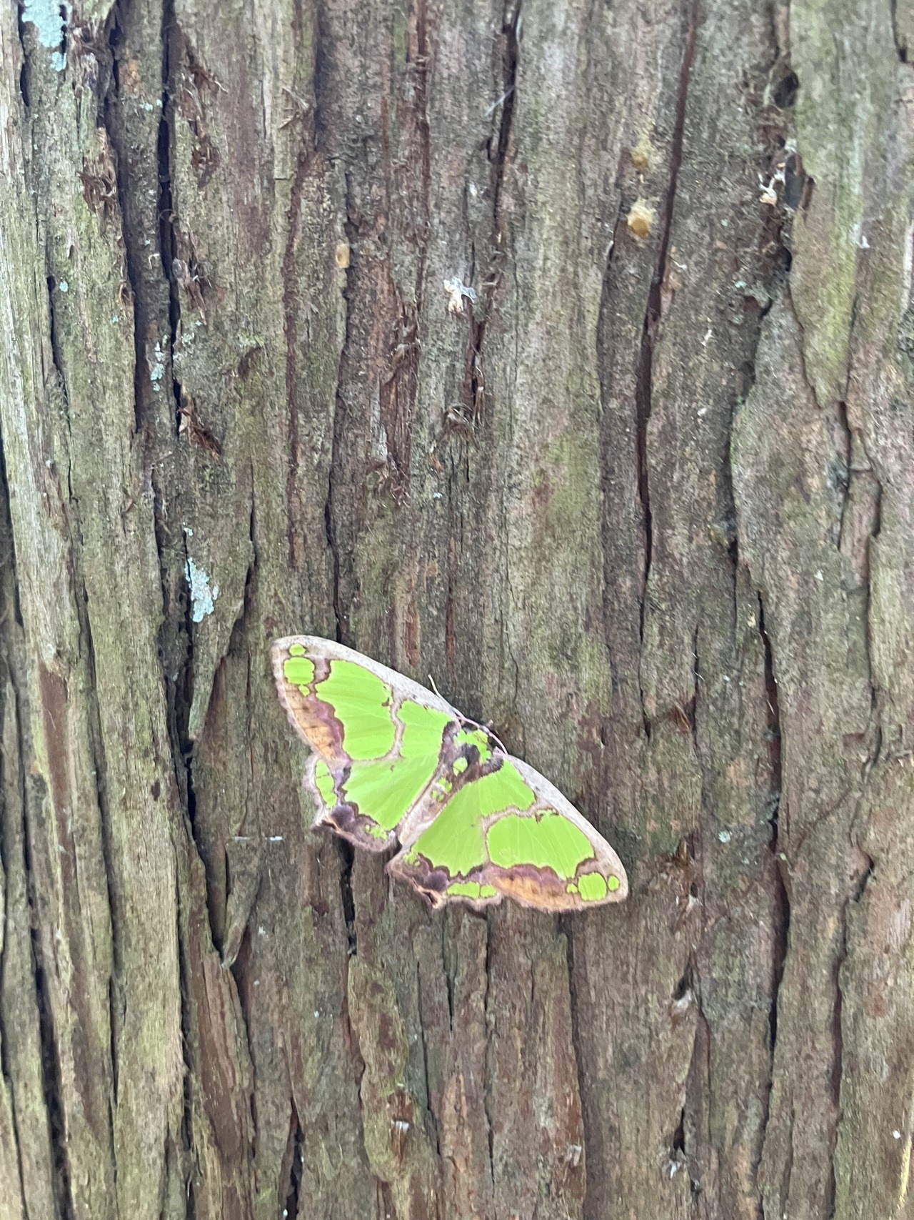 Hello. Thank you for your amazing job.
I witnessed this green « moth »? In Ome, Tokyo.
Looks like ヒロヘリアオイラガ but I’m not quite sure.
Thank you for your expertise.
______________________________________
Good morning! Thanks for taking the time to...