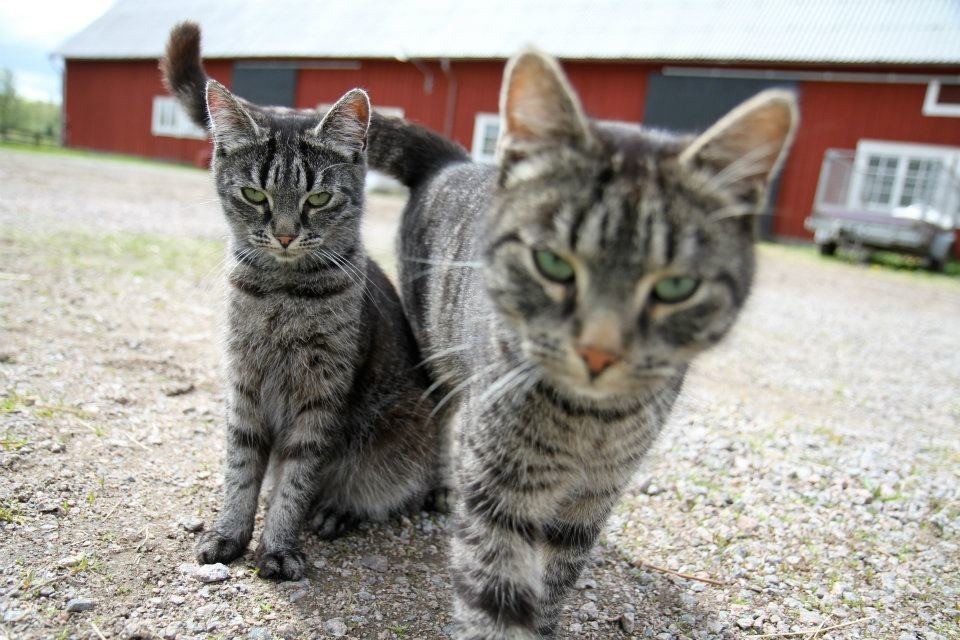 cat-overload:  They’re friendly, I swearcat-overload.tumblr.com source: http://i.imgur.com/pu8rhSd.jpg