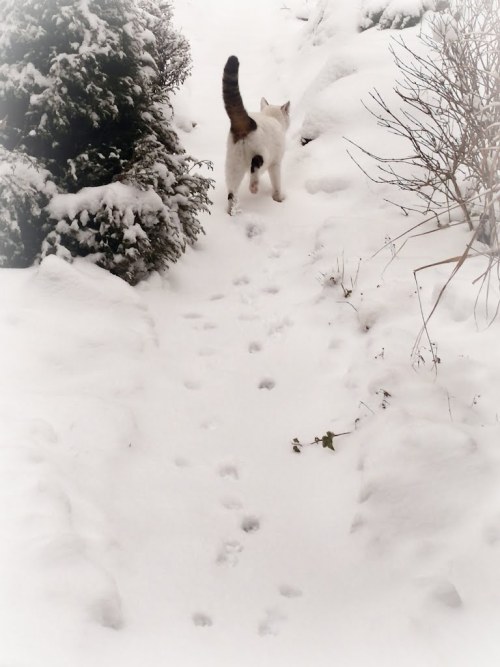 Jůlinka wading through the snow (via Hana Koudelková )