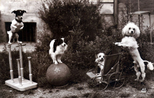 Alfred Noyer - Les chiens acrobates, 1920s. porn pictures