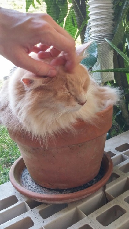 the-southern-dandy:The orange shrub-cat requires many pets to grow big and strong. Contrary to other shrubs, this shrub is deeply adversed to being watered.i love it