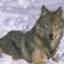 silverwolf78621