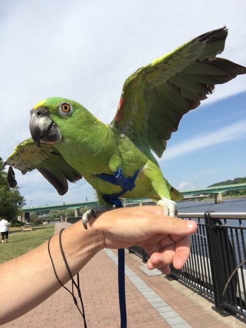 Apparently parrots are capable of making pretend they&rsquo;re soaring. At least Toby spent a good 3