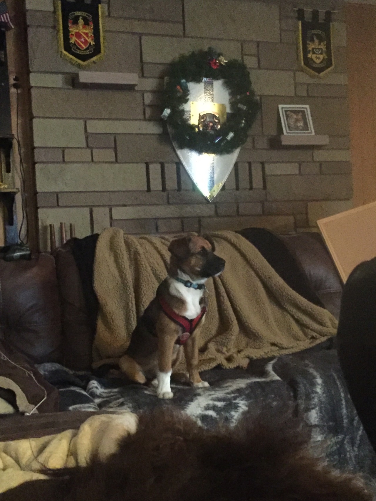 Freya is sitting so majestically watching Netflix with me 😂😍