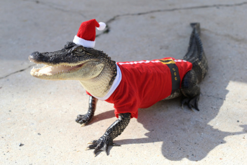 ursulavernon:  phatfred:  thepredatorblog:  buzzfeed:   Look at these alligators. They’re in Santa costumes.   IT’S A WONDERFUL TIME OF YEAR  Welcome to December in FLORIDA!  They’re so happy and festive and bitey!   I kinda do/kinda don’t