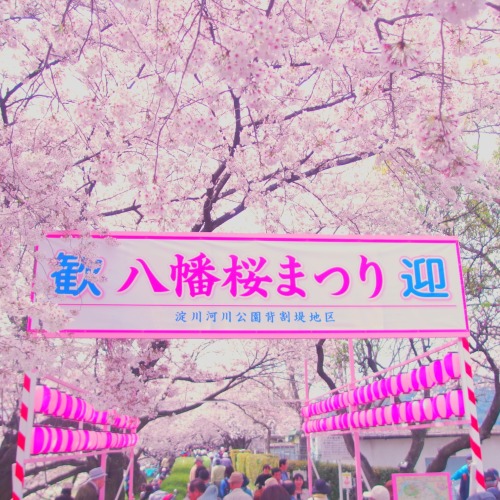 bitmapdreams:Where I went Cherry Blossom viewing, Yawata Sakura Matsuri, Yawata-shi Sewaritei