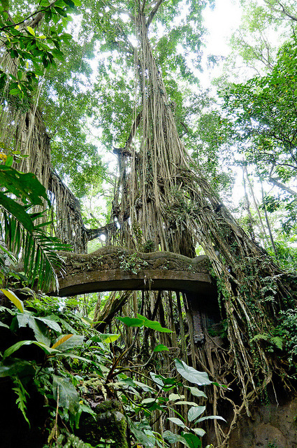 visitheworld: Bridge between banyan trees in Sacred Monkey Forest, Indonesia (by Cait Sith).