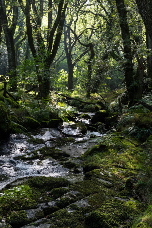 90377:Moor Brook, Dartmoor by RocksAndFernstumblr | Instagram | twitter