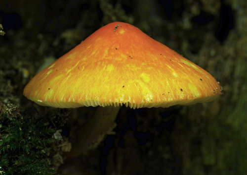 This is Pluteus aurantiorugosus - it&rsquo;s a pretty rare find and took me a while to ID despite it