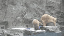 gifsboom:  Momma polar bear saving the little cub. [video]