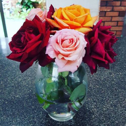 Beautiful roses from my garden  . . . . #roses #winter #multicolouredroses #nature #flowers #amazing