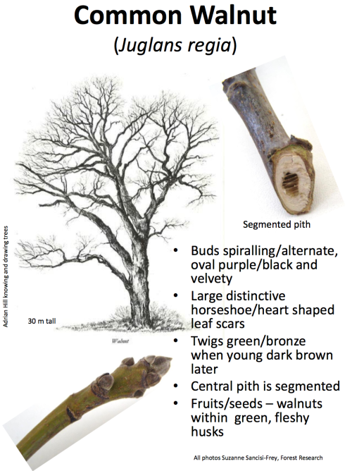 theleafguy: Tree Identification Guide Part 1 From “Identifying Broadleaved Trees in Winte