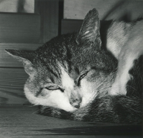 Issei Suda aka Suda Issei aka 須田一政 (Japanese, 1940-2019, b. Tokyo, Japan) - Enoshima, Kanagawa Prefe