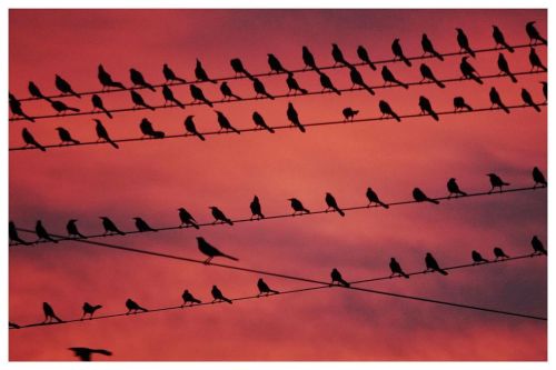 Back to birds. #nofilter on this sunset. #birdmigration #birdsofinstagram #sunset #mcallen (at McAl