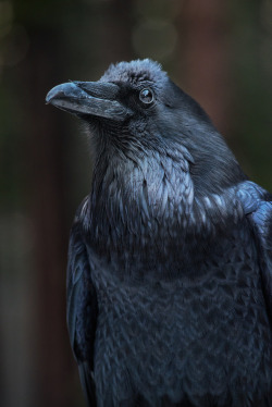 medieval-woman: Common Raven (Corvus corax)