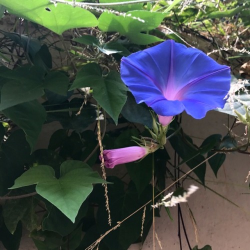 7.23.17 - Found morning glories at my apartment complex!