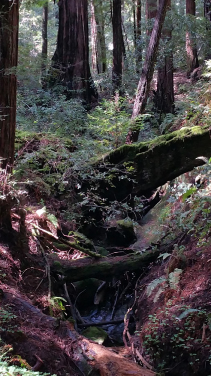varethane:  So I went to the most beautiful place I’ve ever seen last Wednesday: Big Basin Redwoods State Park