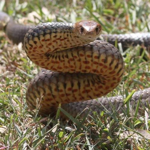 snakeoutbrisbane: Eastern Brown Snake (Pseudonaja textilis) A rather well fed looking eastern brown 