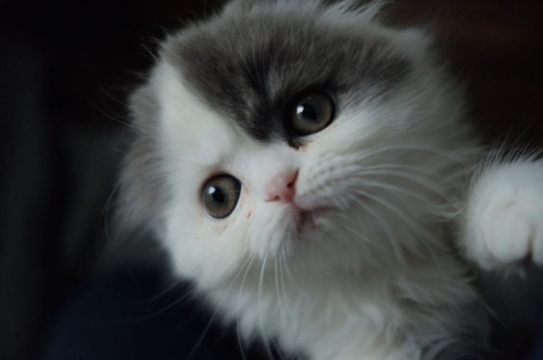 涙やけは平たい顔族の宿命ですね。 #fujifilm#katt#кошка#ネコ#猫#cat#neko#ぬこ#ふわもこ部#micio#japan#ocicat#whitecat#munchkin#sc