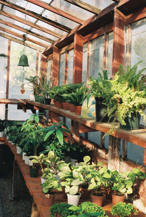 XXX l0velyyb0nezz: Green house photo