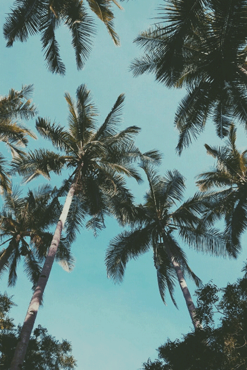 avenuesofinspiration:
“Palms | @tineeweeenee | AOI ”