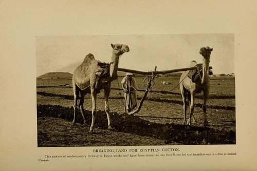 “Breaking Land for Egyptian Cotton,” 1906. The Egyptian cotton industry boomed in the la