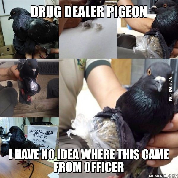 ragecomics4you:  Drug dealer pigeon found smuggling cocaine and weed into minimum