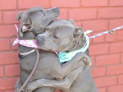 pitbulls & tattoos