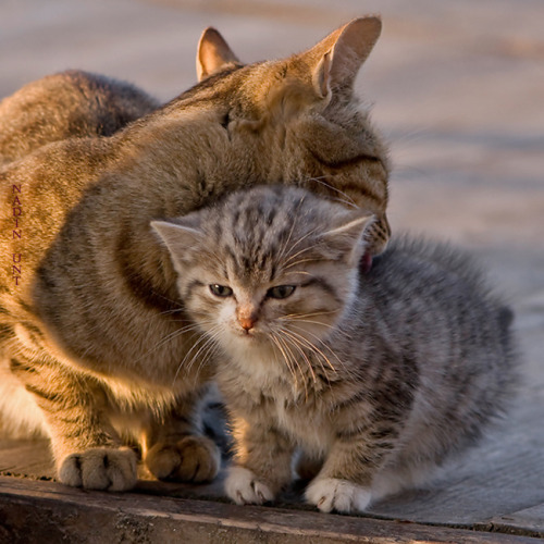magicalnaturetour:  Photo by Nadin Unt ~ Sweet Dreams beautiful friends ♥ 
