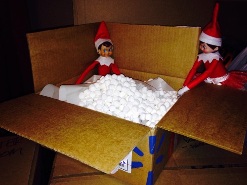 Elf on the Shelf Packing The family is in the process of moving and our elves decided to help us move by packing marshmallows.