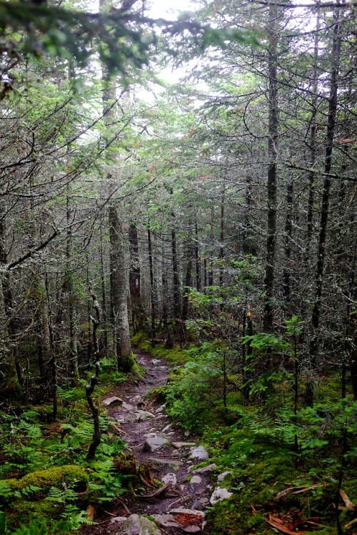 pedrodynomite:all in a days walk aaaawww :3 Loooffff