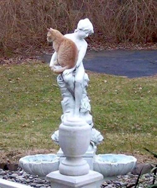cuteanimals-only:  if it fits, i sits