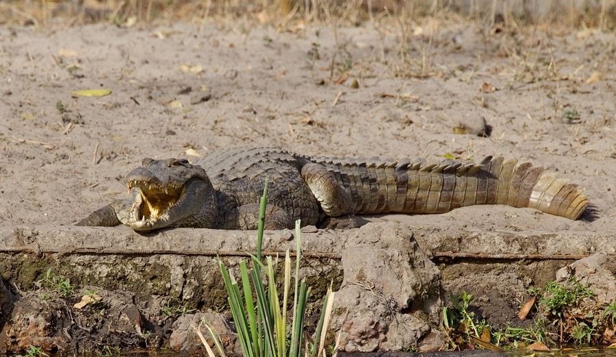 wapiti3: Nile crocodile  Paul Cools photos 