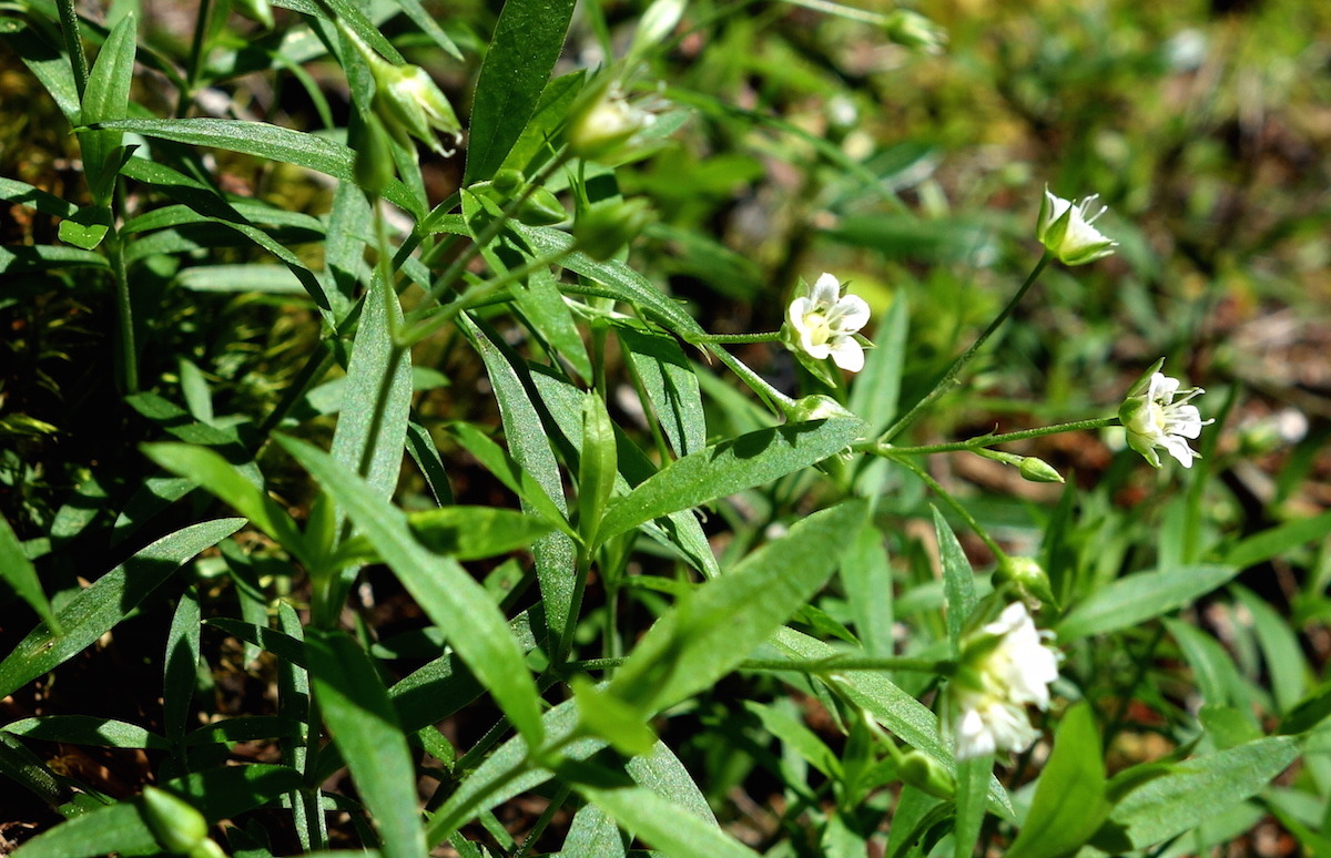 Weekly Wildflower: May 14, 2015
Despite the bearing the name “Big-leaved” Sandwort (Moehringia macrophylla), this plant is actually quite small. Its slender leaves are barely 2 inches (6 cm) long, while its flower petals are no more a quarter inch...