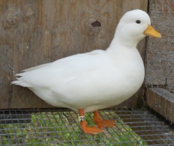 pastel-chaos:  Look how pure this duck is