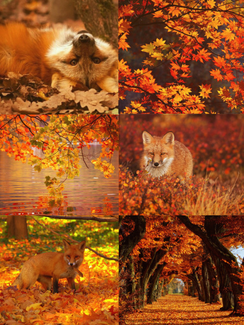 all-kin-haven:[ Red Fox kinboard for anon w/ an autumn theme! ]
