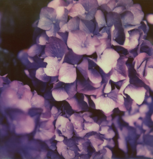 floralls:  Hydrangeas (by Ashley E. Moore) 