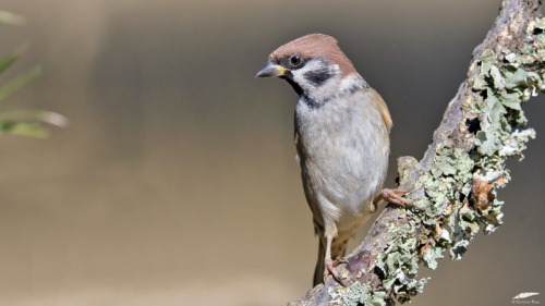 Tree Sparrow - Pardal-montês (Passer montanus)Setúbal/Portugal (6/10/2021)[Nikon D500; 